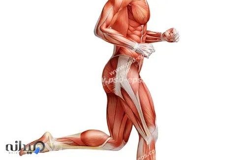 فیتنس و بدنسازی ایرج VIP