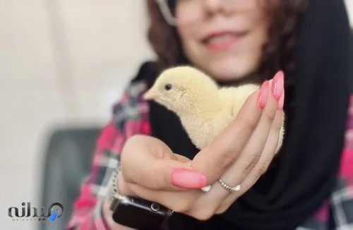 مهندس صالحه گمشادزهی