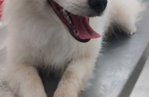 کلینیک دامپزشکی بهار 