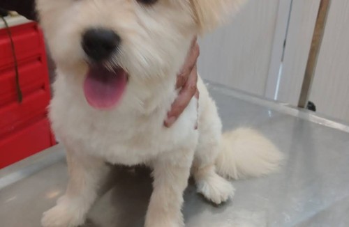 کلینیک دامپزشکی بهار 