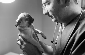 کلینیک دامپزشکی آرامیس