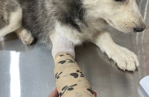 دامپزشکی و پت شاپ پتیکا