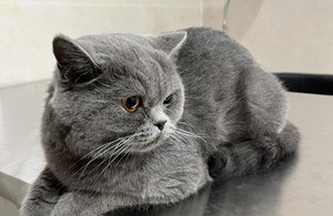 دامپزشکی و پت شاپ پتیکا