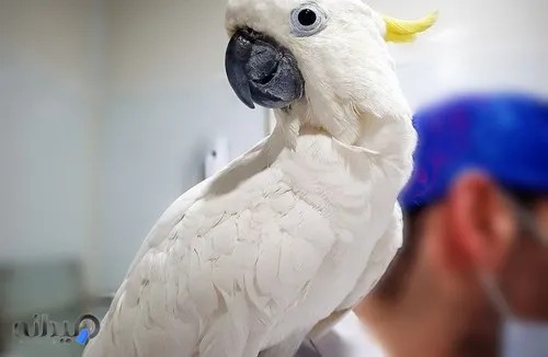 کلینیک دامپزشکی پیچا