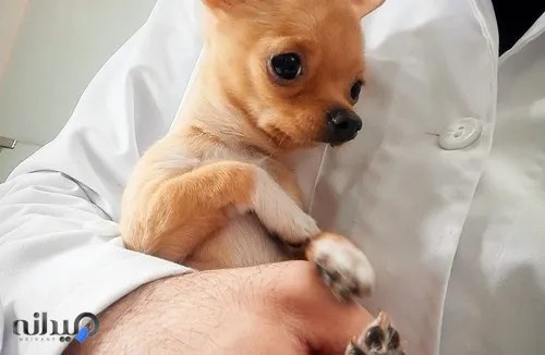 کلینیک دامپزشکی پیچا