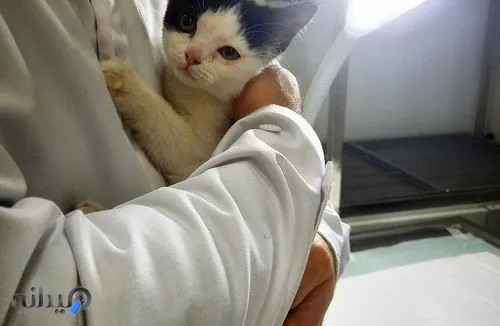 کلینیک دامپزشکی پیچا