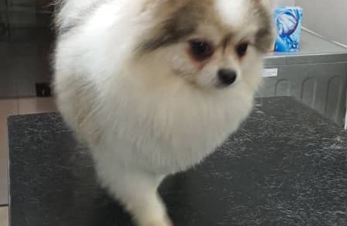 آرایشگاه حیوانات و پت شاپ کیتی