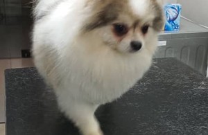 آرایشگاه حیوانات و پت شاپ کیتی