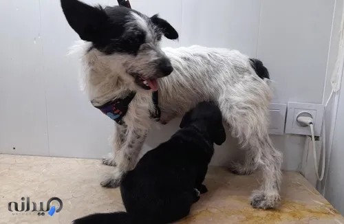 کلینیک دامپزشکی