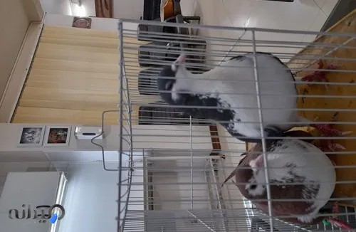 کلینیک دامپزشکی