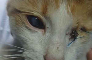 کلینینک دامپزشکی سنندج