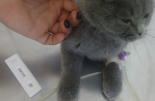 کلینینک دامپزشکی سنندج