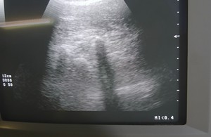 کلینینک دامپزشکی سنندج