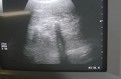 کلینینک دامپزشکی سنندج