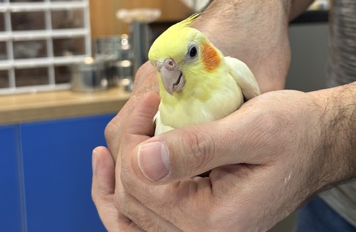 کلینیک دامپزشکی رنیسا