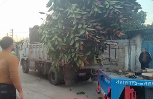 جرثقیل حمید