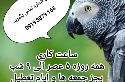 کلینیک پرندگان