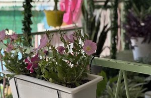 مجتمع غیردولتی مهدیه