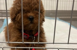 دکتر دامپزشک سیار در منزل