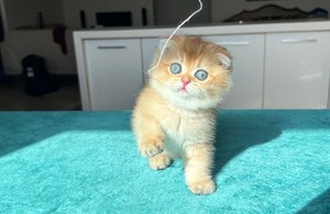 دکتر دامپزشک سیار در منزل