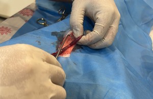 دکتر دامپزشک سیار در منزل