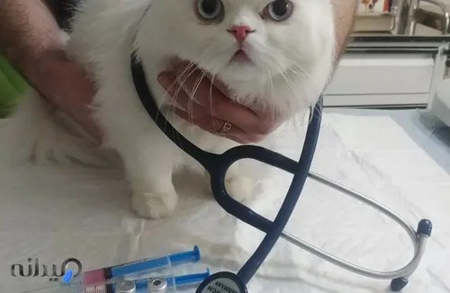 کلینیک دامپزشکی لاوین