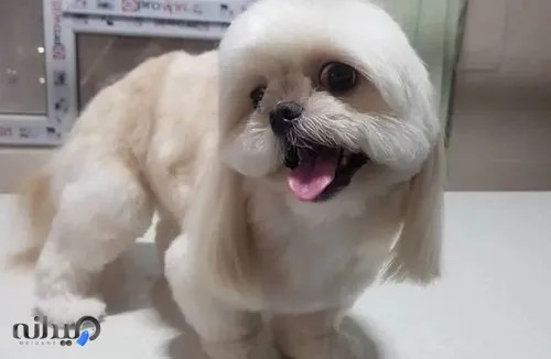 کلینیک دامپزشکی لاوین