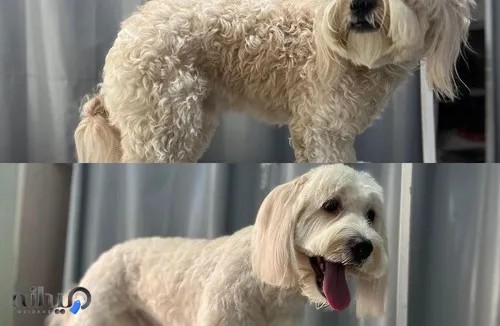 کلینیک دامپزشکی لاوین