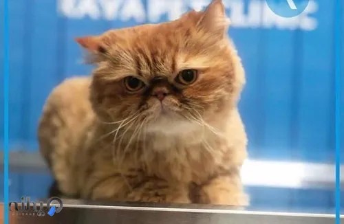 کلینیک دامپزشکی و پت شاپ رایا