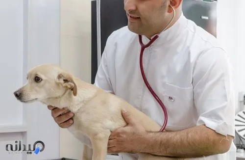 کلینیک دامپزشکی رکس