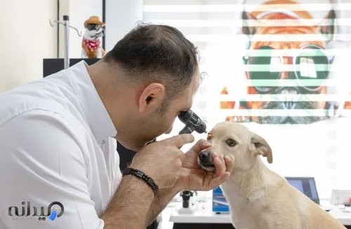 کلینیک دامپزشکی رکس