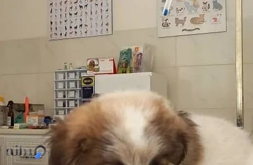 کلینیک دامپزشکی آوین