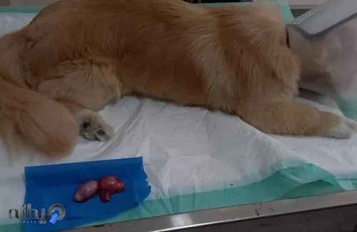 کلینیک دامپزشکی آوین