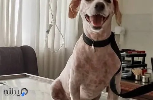 کلینیک دامپزشکی آوین