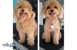 آرایش حیوانات 