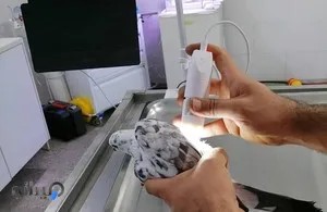 کلینیک پرندگان ارسام