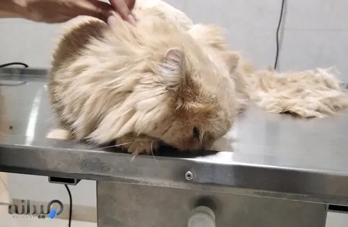 اصلاح و کوتاهی مو سگ و گربه