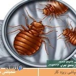 شرکت سمپاشی ریزه کار تهران