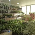 گرگان پلنت | فروشگاه گل و گیاه آپارتمانی