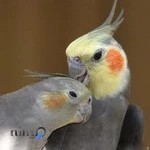 هایپر مارکت پرندگان