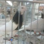 مرکز خرید و فروش پرندگان زینتی