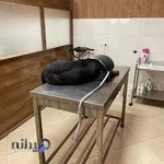 درمانگاه حیوانات خانگی مهر شیراز
