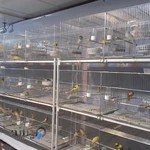 فروشگاه و نمایشگاه پرندگان زینتی البرز