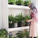 گلشو فروشگاه آنلاین گیاهان آپارتمانی