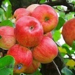 farvahar fruits