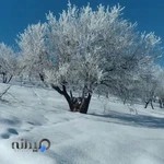 بیمه البرز نمایندگی روزبهانی