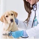 کلینیک دامپزشکی آریستو Aristo pet clinic