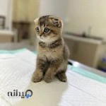 Zhaweh Veterinary Clinic