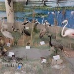 موزه تاریخ طبیعی ارومیه