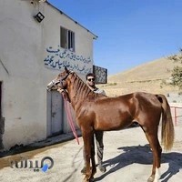 باشگاه سوارکاری ائل گلی